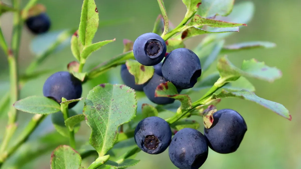 Zdjęcie ciemnych, dzikich jagód leśnych z delikatnym nalotem, leżących wśród mchu lub liści, oddających cierpki i naturalny charakter.